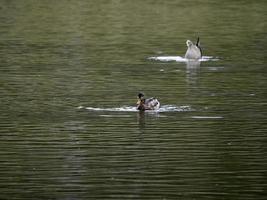 pato selvagem no lago foto