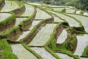 campo de arroz terraço em bali indonésia vista panorâmica foto