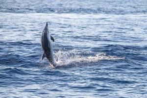 golfinhos listrados pulando fora do mar em frente a genoa, itália foto