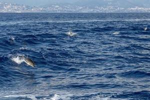 golfinhos listrados pulando fora do mar em frente a genoa, itália foto