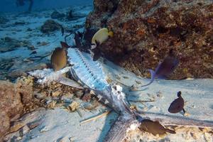 peixe morto debaixo d'água foto