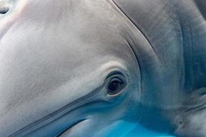 olho sorridente de golfinho fechar detalhe do retrato foto