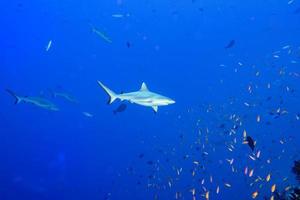 tubarão cinza pronto para atacar debaixo d'água no azul foto
