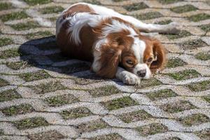 retrato de bebê recém-nascido chevalier king cachorrinho foto