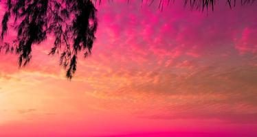 árvore no pôr do sol de um lindo tropical no fundo do céu rosa como verão foto