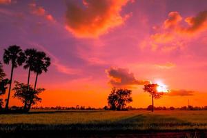 belo pôr do sol com palmeiras e céu rosa dos campos verdes. foto