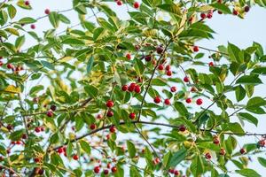 galhos com cereja vermelha madura e céu azul foto