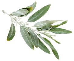 galho com folhas de prata de elaeagnus angustifolia foto