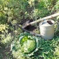 pá, chuveiro de mão e repolho no jardim foto