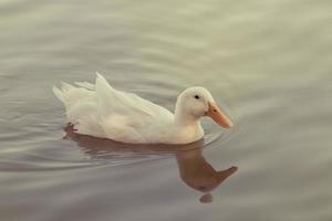 pato branco nadando no lago foto