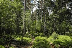 densa floresta alemã na região de eifel foto