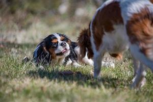 retrato de bebê recém-nascido chevalier king cachorrinho foto