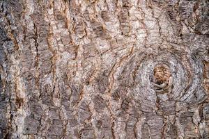 textura de casca de pinheiro molhada e seca detalhe de fechamento foto