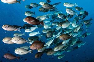 escola de papagaio de retrato de peixe nas maldivas foto