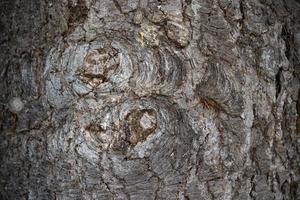 textura de casca de pinheiro molhada e seca detalhe de fechamento foto