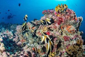 peixe borboleta enquanto mergulha nas maldivas foto