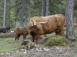 highlander escócia vaca peluda mãe e bebê recém-nascido bezerro foto