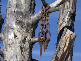 corrente de ferro da velha roda de carroça em uma árvore morta foto