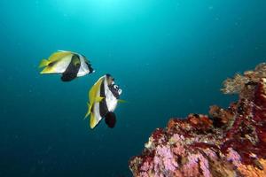 dois peixes-anjo amanteigados amarelos e azuis no fundo do recife foto