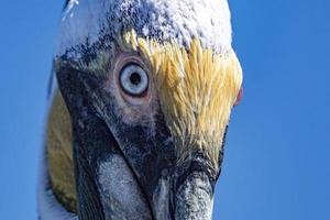 detalhe olho pelicano cortez mar baja califórnia méxico foto