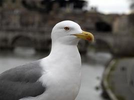 gaivota em roma close-up retrato foto