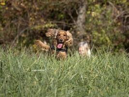 cachorrinho feliz cocker spaniel na grama verde foto