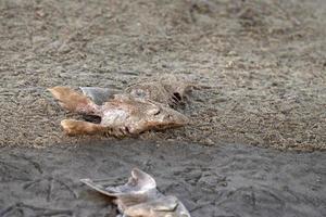 muitas cabeças de tubarão na praia depois de finning foto