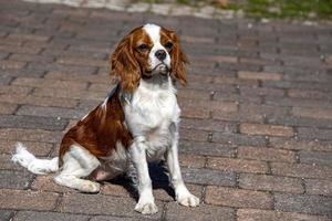 retrato de bebê recém-nascido chevalier king cachorrinho foto