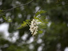 detalhe da flor branca da árvore de acácia foto