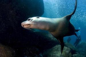 foca-leão-marinho debaixo d'água enquanto mergulha galápagos foto