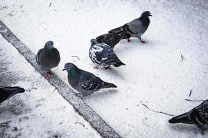 um bando de pombos comendo algo na neve foto