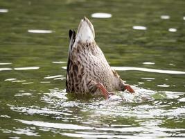 pato selvagem no lago foto