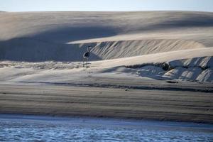 garça azul na areia na califórnia foto