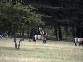 retrato de cavalo przewalski na luta de garanhão masculino de verão foto