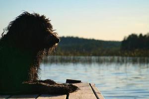 cachorro goldendoodle deitado em um cais e olhando para um lago na suécia. foto animal