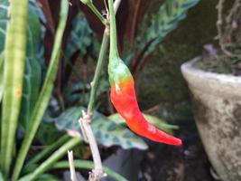 red hot chili pronto para colher. esta imagem pode ser usada para algo relacionado à agricultura, fazenda, hortaliças, berçário foto