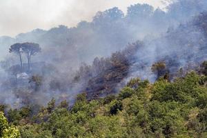 floresta e incêndio florestal na sicília foto