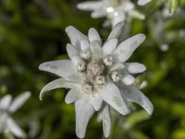 detalhe de macro de flor de estrela alpina foto