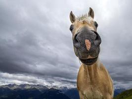 retrato de cavalo engraçado marrom foto