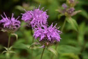 bálsamo de abelha roxo florido na natureza foto