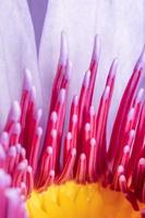 feche o detalhe do estame do centro de uma flor de nenúfar. foto