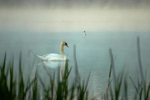 cisne a lagoa da manhã foto