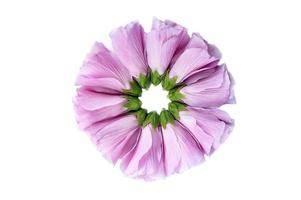 linda flor de hibisco foto