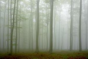 madeira de faia na floresta foto