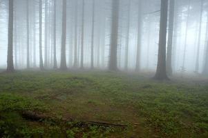 na floresta de abetos foto