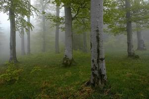 madeira de faia na floresta foto