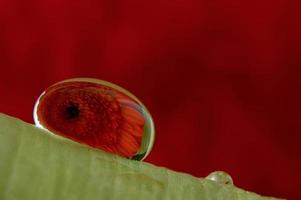 flor em gota foto