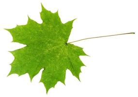 folha de bordo verde natural isolada em branco foto