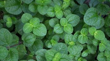 planta verde de hortelã fresca cresce na horta. foto