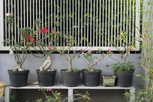 plantas de flores de frangipani bem dispostas em frente à cerca foto